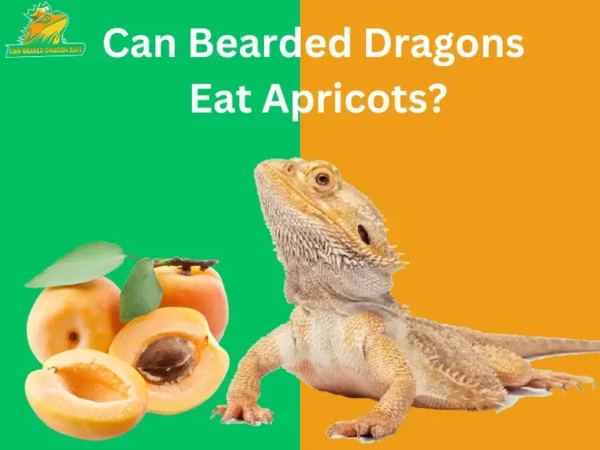 Can Bearded Dragons Eat Apricots?