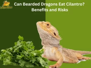 Can Bearded Dragons Eat Cilantro? Benefits and Risks
