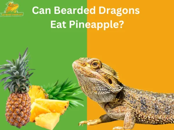 Can Bearded Dragons Eat Pineapple