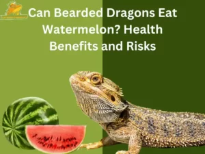 Can Bearded Dragons Eat Watermelon Health Benefits and Risks