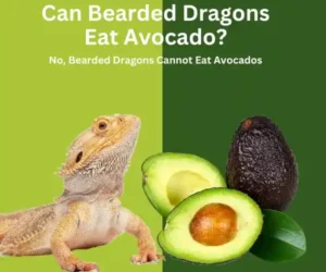 Can Bearded Dragons Eat Avocado? No, bearded dragons cannot eat avocados
