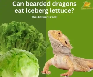 Can bearded dragons eat Iceberg lettuce