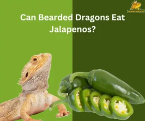Can Bearded Dragons Eat Jalapenos?