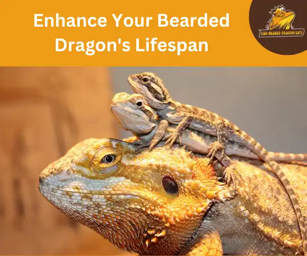 Enhance Your Bearded Dragon's Lifespan