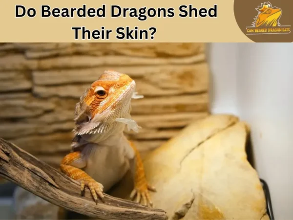 do bearded dragons shed their skin