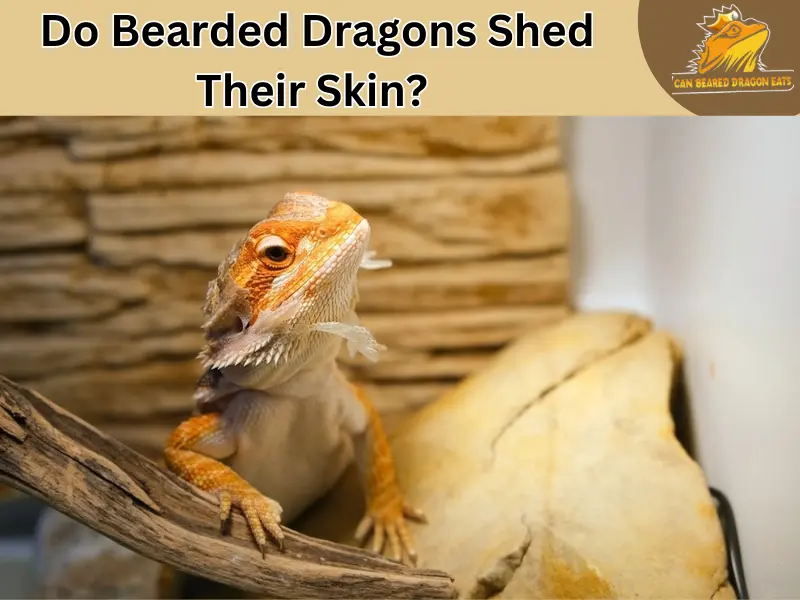 bearded dragon shed skin