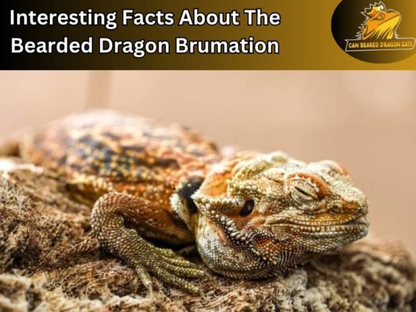 Facts About The Bearded Dragon Brumation