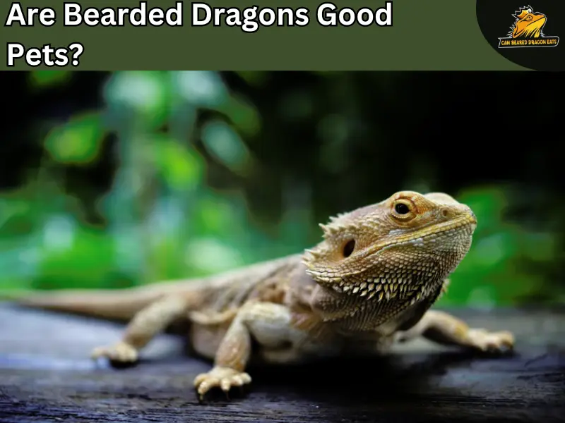 bearded dragon good pet