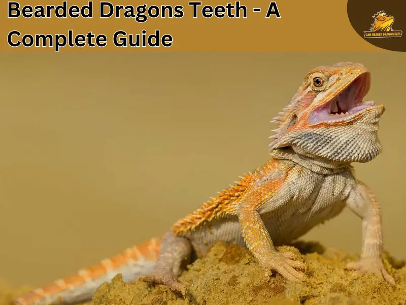 bearded dragon teeth