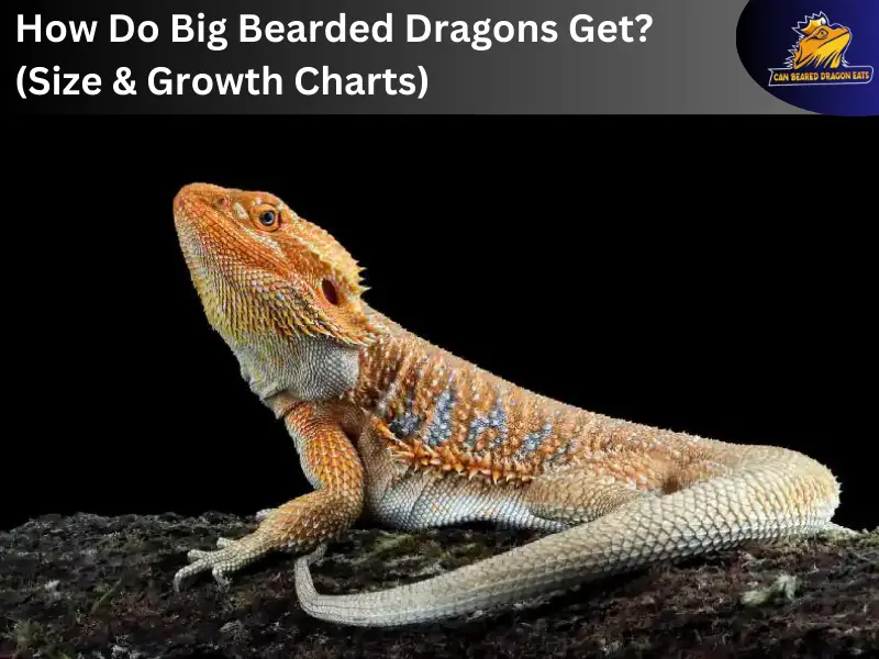 how do big bearded dragon get size