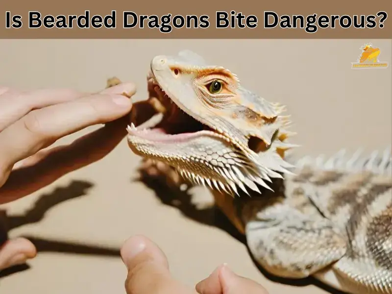 bearded dragon bite