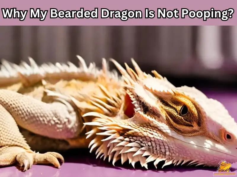 Bearded dragon pooping