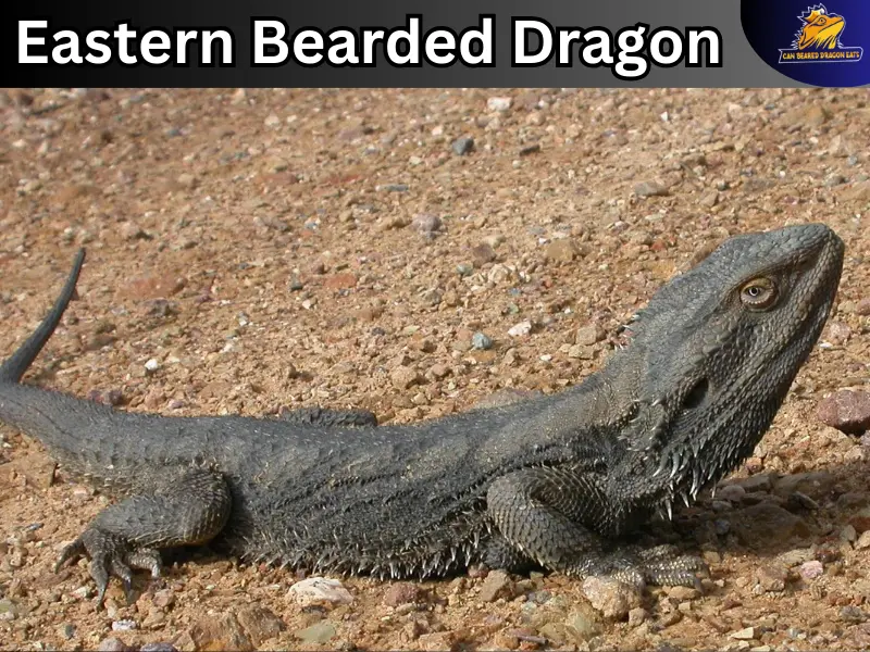 eastern bearded dragon