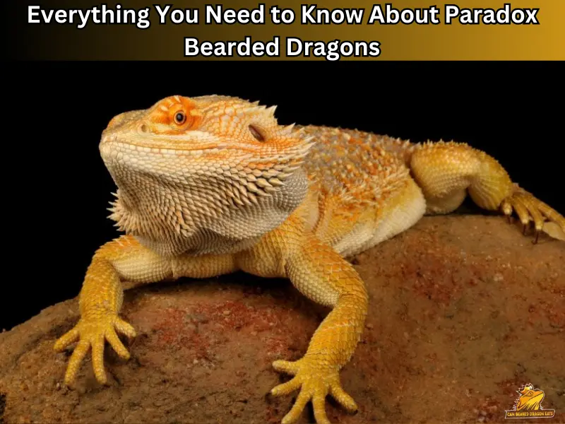 paradox bearded dragon
