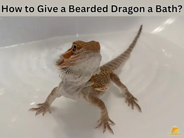 bearded dragon bath