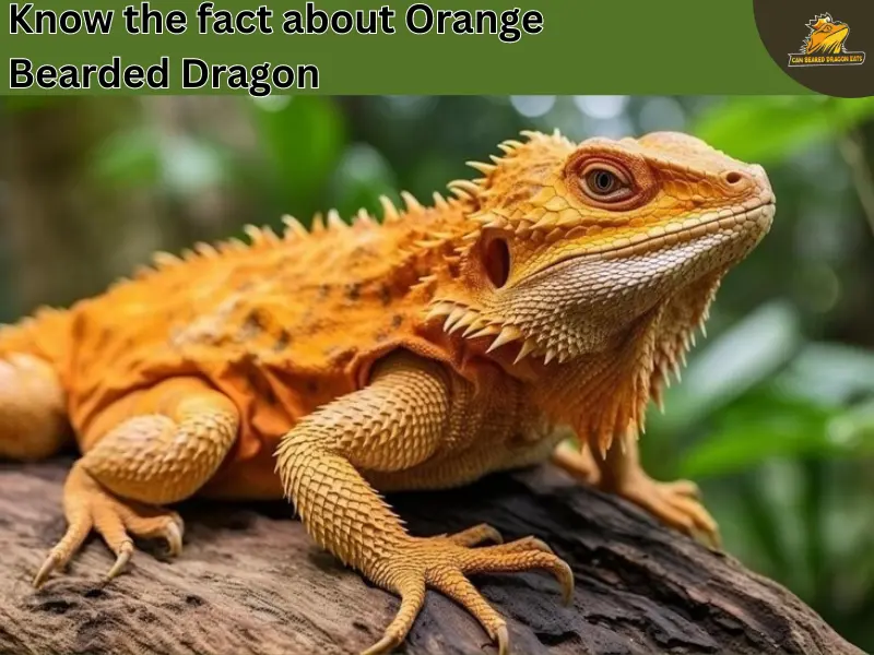 orange bearded dragon