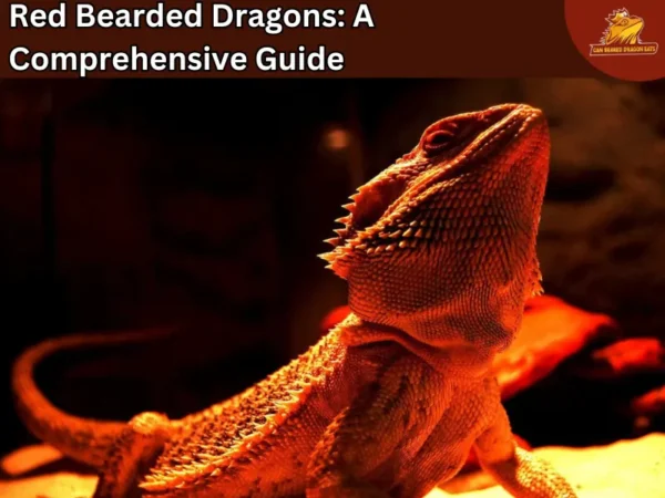 red bearded dragon