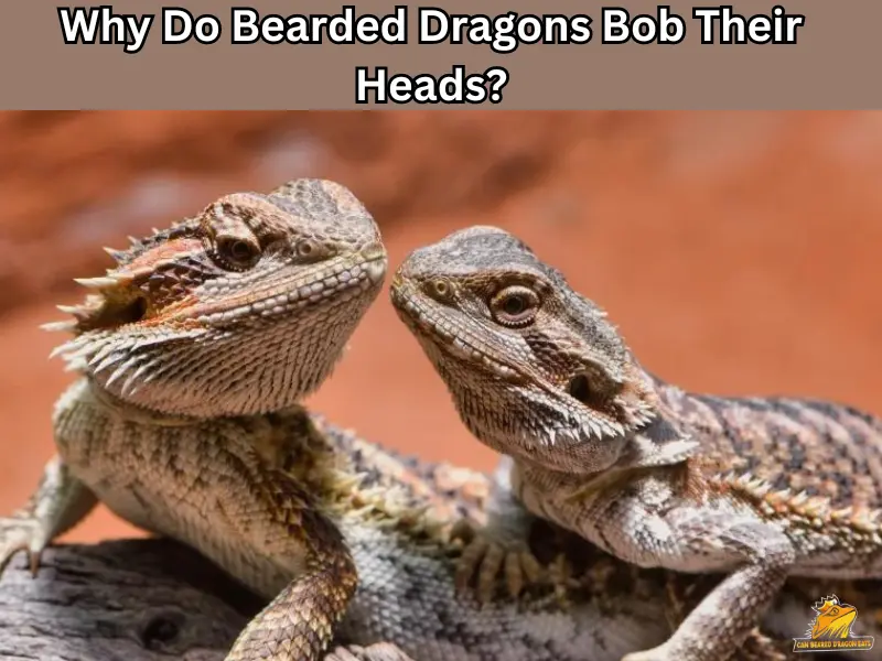 bearded dragon bob their head