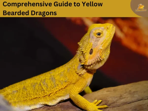 yellow bearded dragon