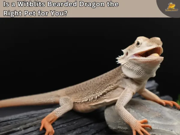 Witblit bearded dragon