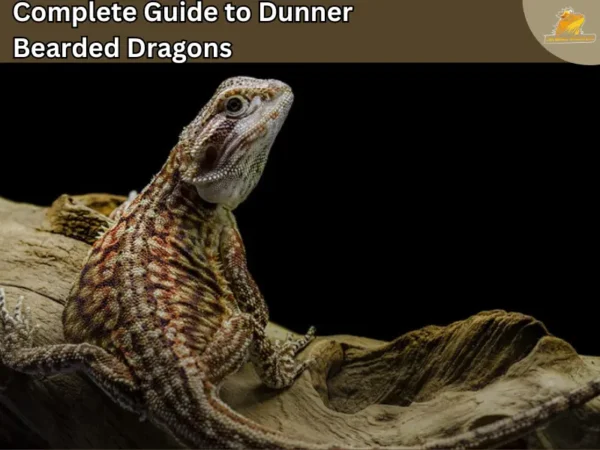 dunner bearded dragon