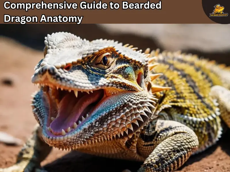 bearded dragon anatomy