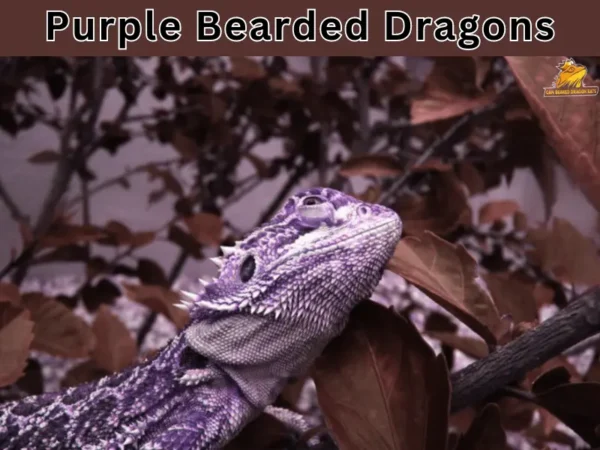 purple bearded dragon