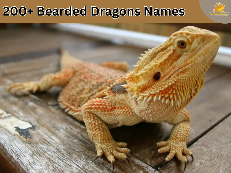 bearded dragon names