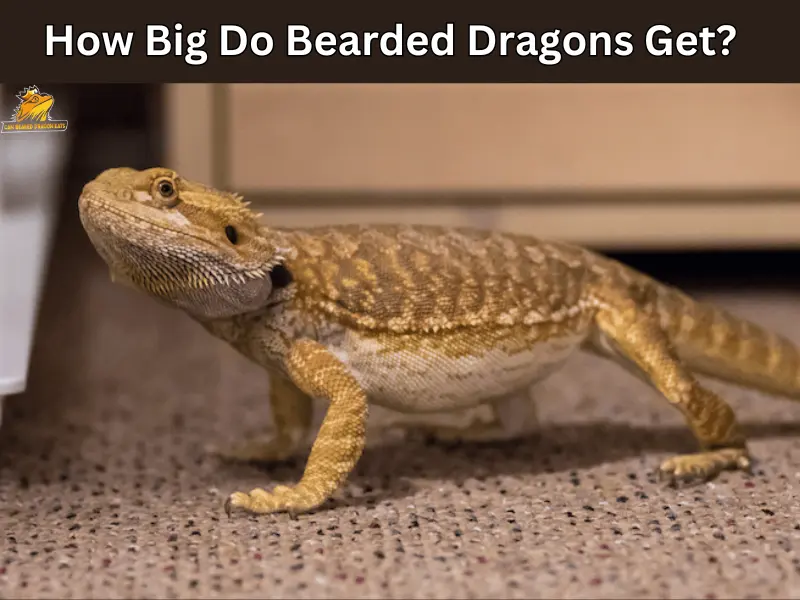 how big do bearded dragon get