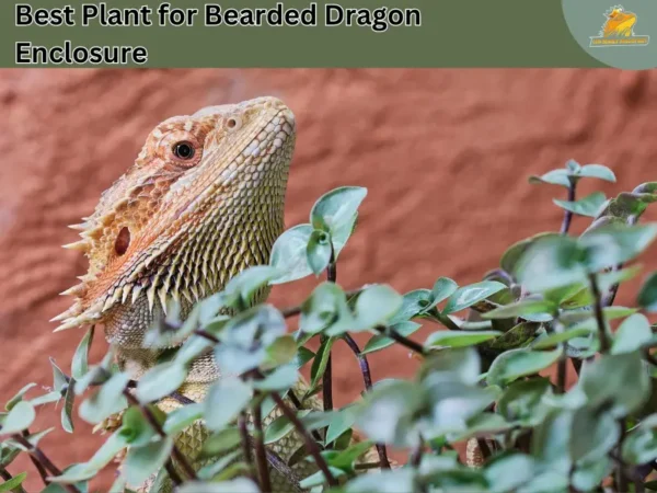 Plant for bearded dragon