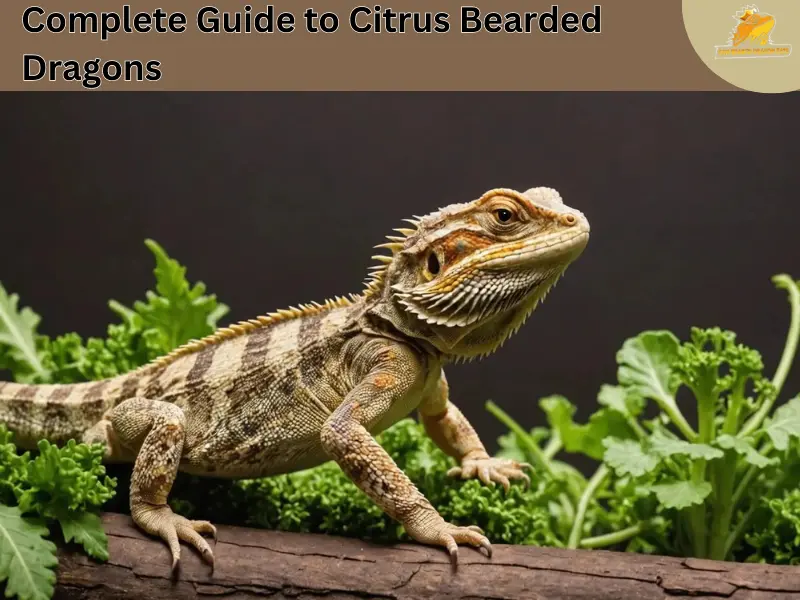 citrus bearded dragon