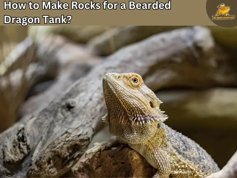 rocks for bearded dragon