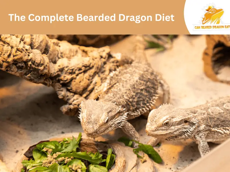 The Complete Bearded Dragon Diet